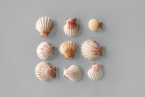 Pattern of Different seashells inscribed in a square on pastel gray backgroun Foto stock