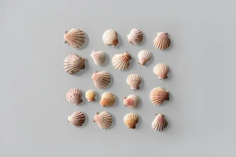 Pattern of Different seashells inscribed in a square on pastel gray backgroun Foto stock