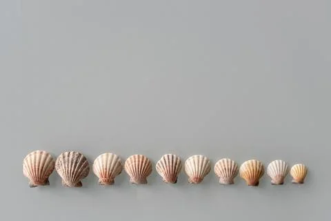 Pattern of Different seashells lined up in one row in descending order on pas Stock Photos