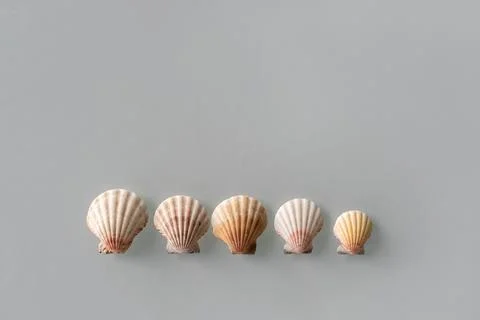 Pattern of Different seashells lined up in one row in descending order on pas Foto stock