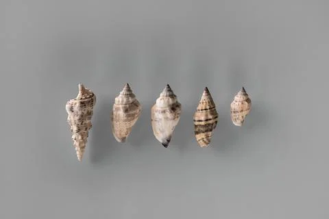 Pattern of Different seashells lined up in one row in descending order on pas Foto stock