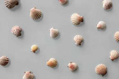 Pattern of Different seashells on pastel gray background. Top view, flat lay. Foto stock