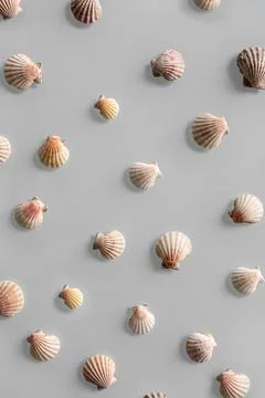Pattern of Different seashells on pastel gray background. Top view, flat lay. Stock Photos