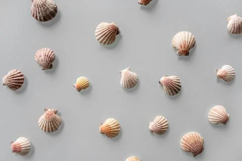 Pattern of Different seashells on pastel gray background. Top view, flat lay. Stock Photos