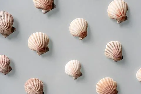 Pattern of Different seashells on pastel gray background. Top view, flat lay. Stock Photos