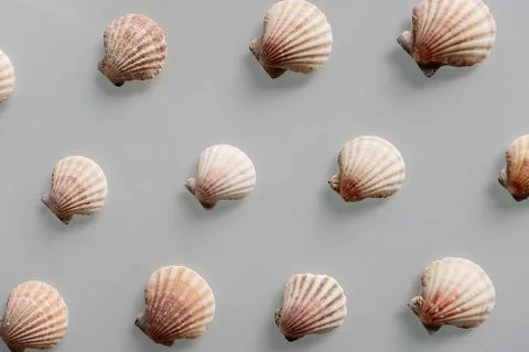 Pattern of Different seashells on pastel gray background. Top view, flat lay. Stock Photos