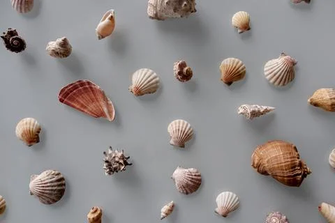 Pattern of Different seashells on pastel gray background. Top view, flat lay. Stock Photos