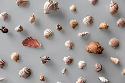 Pattern of Different seashells on pastel gray background. Top view, flat lay. Stock Photos