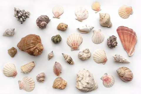 Pattern of Different seashells on pastel white background. Top view, flat lay Stock Photos