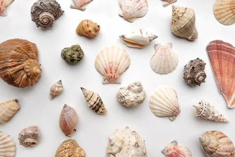 Pattern of Different seashells on pastel white background. Top view, flat lay Stock Photos
