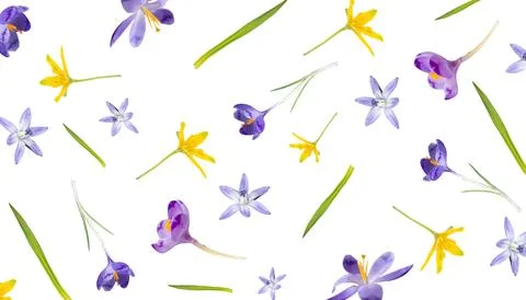 Pattern from different spring flowers isolated on a white background. Top view Stock Photos