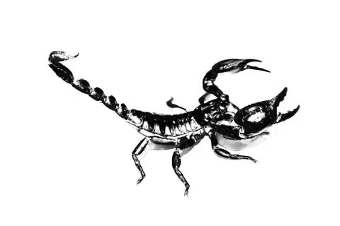Pattern with dot of scorpion isolated on white background Stock Illustration