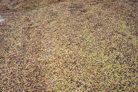 Pattern of dried coffee beans. the process of making coffee in the traditiona Stock Photos