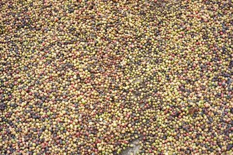 Pattern of dried coffee beans. the process of making coffee in the traditiona Stock Photos