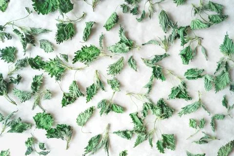 Pattern with dried nettle on background Stock Photos