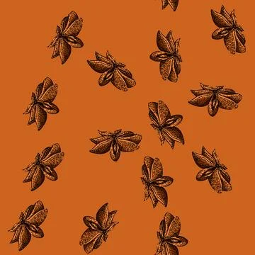 Pattern dry anise star sketch hand drawn Stock Illustration
