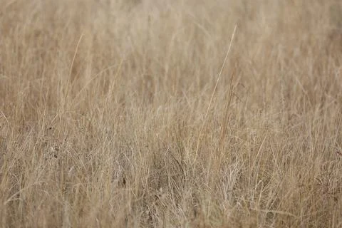Pattern of dry beige grass. Abstract background Stock Photos