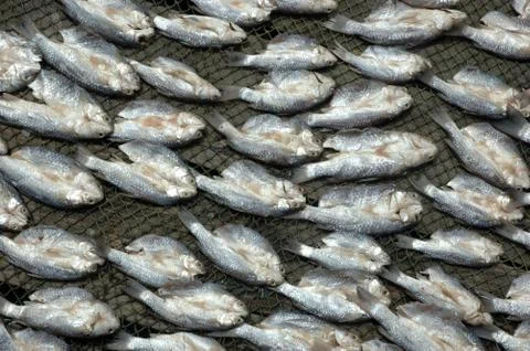 Pattern of dry fish Stock Photos