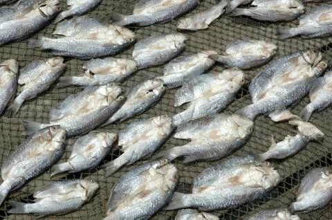 Pattern of dry fish Stock Photos