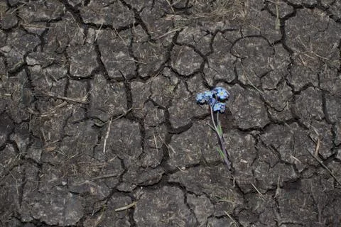 Pattern of a dry ground. blue flower on dry land. Stock Photos