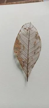 Pattern of dry leaf surface Foto stock