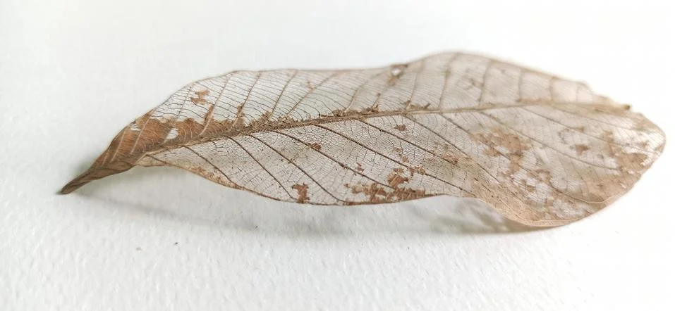 Pattern of dry leaf surface Stock Photos
