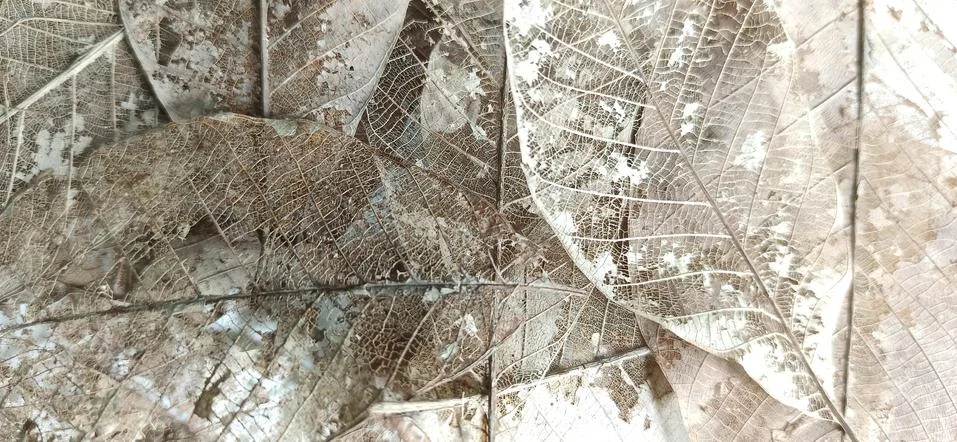 Pattern of dry leaf surface Stock Photos