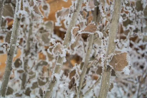 A pattern of dry leaves and branches covered with snow and frost, Armenia, .. Stock Photos