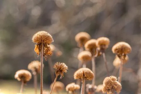 Pattern of dry meadow plants closeup Stock Photos