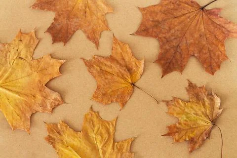 Pattern of dry orange autumn maple leaves on craft paper background Stock Photos