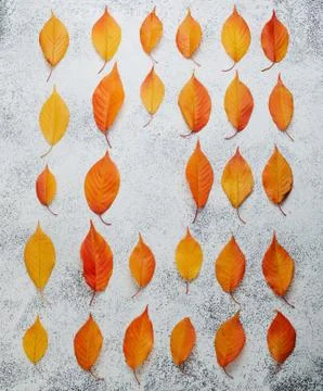 Pattern of dry orange cherry leaves with blank space for text on white stone  Stock Photos
