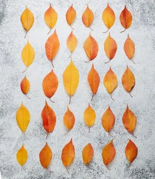 Pattern of dry orange cherry leaves on white stone background Stock Photos