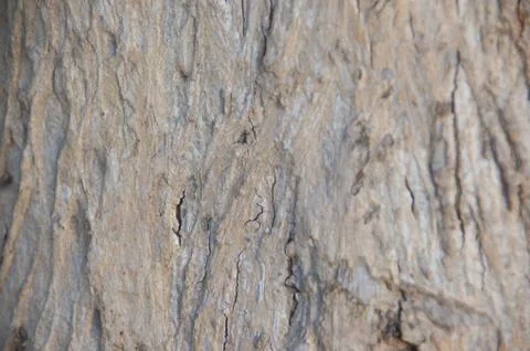 Pattern of dry wood surface Stock Photos