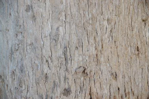 Pattern of dry wood surface Stock Photos