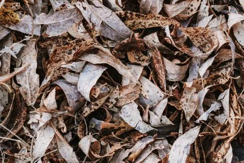 Pattern of dry yellow leaves lying on the ground Foto stock