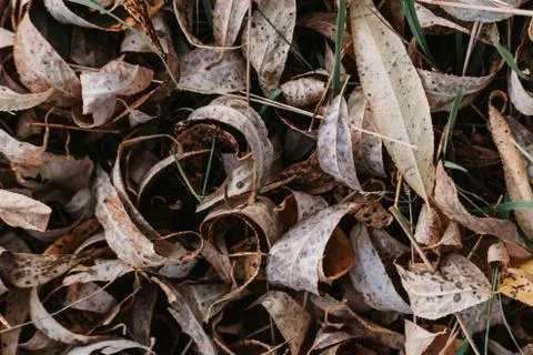 Pattern of dry yellow leaves lying on the ground Stock Photos