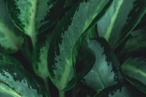 Pattern of Dumb cane background Stock Photos