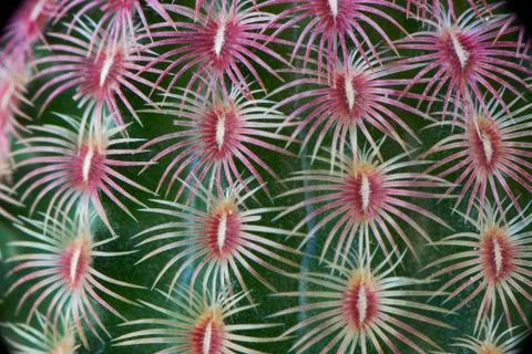 Pattern of echinocereus cactus or rainbow cactus in the flower pot. Stock Photos