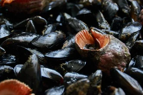 Pattern of edible sea shells and mollusks Stock Photos