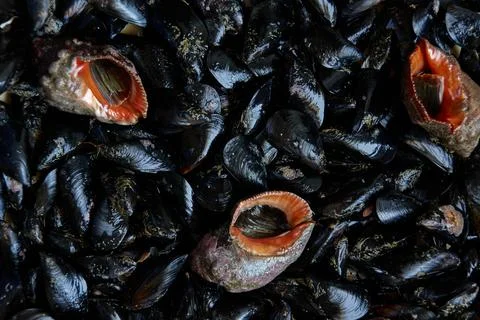 Pattern of edible sea shells and mollusks Foto stock