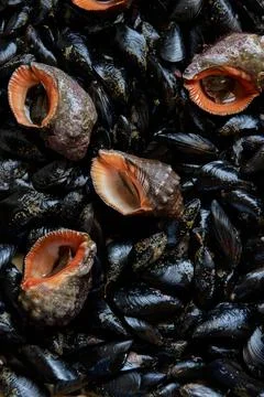 Pattern of edible sea shells and mollusks Stock Photos