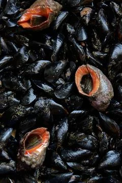 Pattern of edible sea shells and mollusks Foto stock