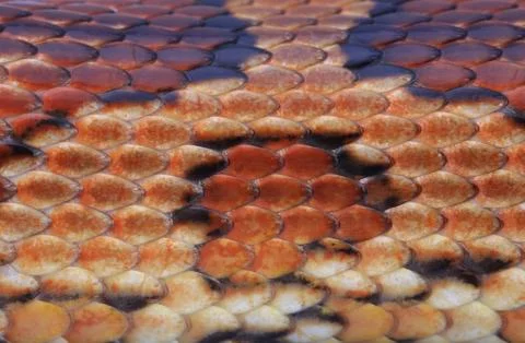 Pattern elaphe guttata corn snake colubridae Stock Photos