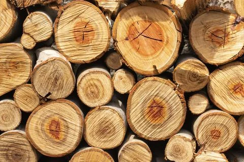 Pattern of eucalyptus logs Stock Photos