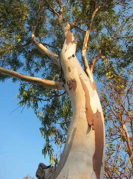 A pattern of eucalyptus tree branches on a blue sky background Stock Photos
