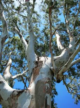 A pattern of eucalyptus tree branches on a blue sky background Stock Photos