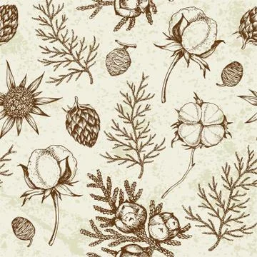 Pattern with evergreen plants and cotton flowers. Stock Illustration