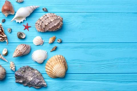 Pattern of exotic sea shells. Stock Photos