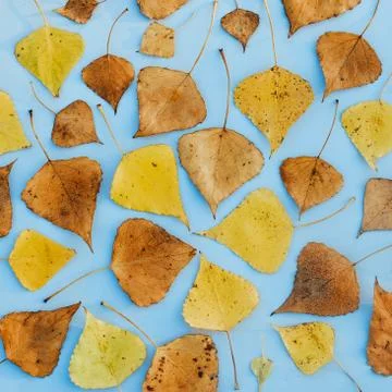 Pattern of fall yellow and dry leaves, abstract autumn background Stock Photos