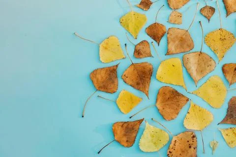 Pattern of fall yellow and dry leaves, abstract autumn background 库存照片